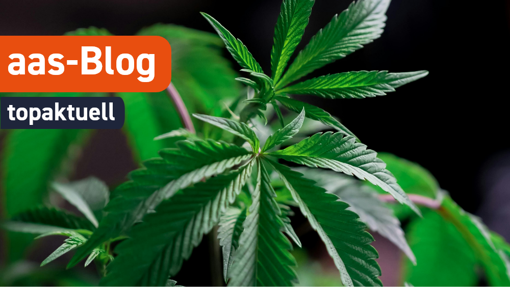 Blog – Cannabis Legalisierung